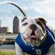 DrakeBulldogfan