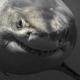sharkboyosmosis