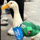 Quack4Mi