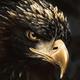 EagleKing23