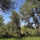 mormonmccafrey