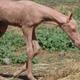 BALDHORSE