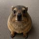 PrincessMarmota