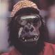 PittStateGorillas