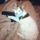 JamestheCat