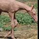 BALDHORSE