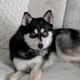pomskypetter