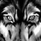 graywolf9084