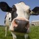 MooCows