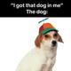 odogball