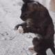 KittyThatWalksLikePeople