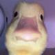 GINGADUCK