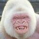 xiDaVanillaGorilla