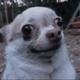 gibbsdegoat