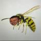 Brennanwassil7