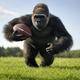 KingKong5