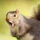 Squirrelleh