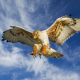 Falconious